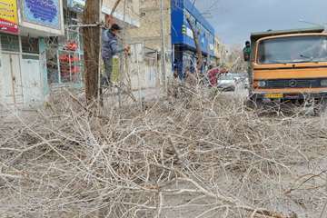 هرس درختان شهر توسط نیروی زحمت کش فضای سبز شهرداری خمینی شهر 